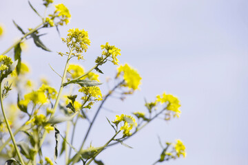 菜の花