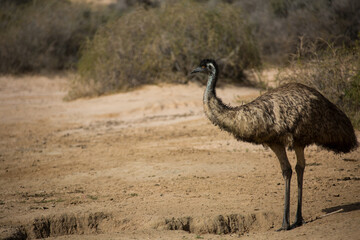One emu in natural habitat