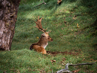 Autumn in the forest