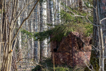 Camouflage focused on photographing wood grouses in the forest
