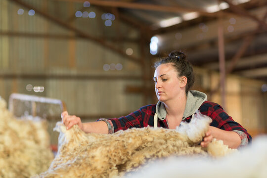 Woman skirting a fleece of wool in shearing shed