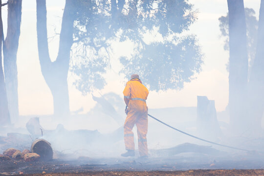 Firefighter with hose spraying down burnt trees after bushfire