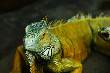 Fototapeta premium Handsome chameleon proudly raised his head