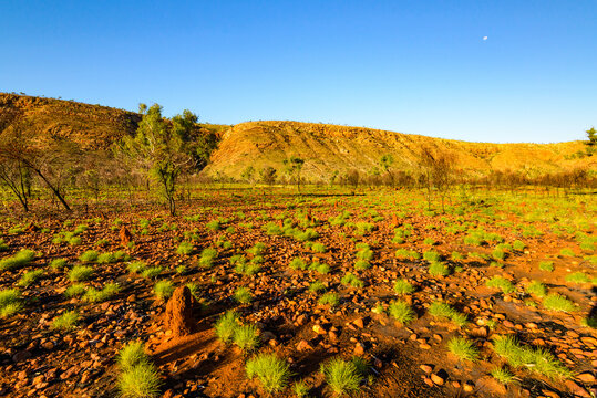 Landscape with lime green spinifex glowing in the afternoon sun against red soil with long shadows.