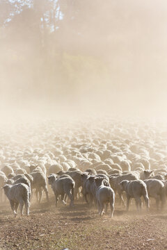 Mob of sheep in dust from behind