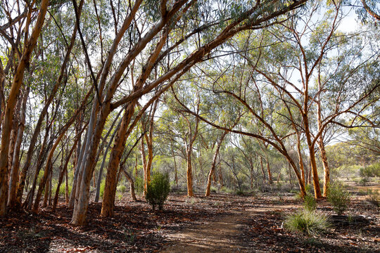 trail through eucalyptus trees in the goldfields of Western Australia