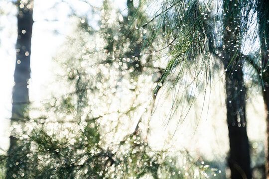 Sunlight shining on shea oak casuarina needles with dew drops