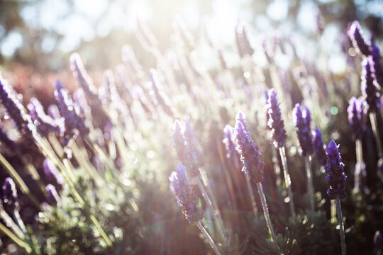 Morning light backlighting purple lavender bush in garden