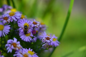 bee on flower