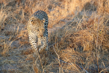 Leopard male walking in Sabi Sands Game Reserve in the Greater Kruger Region in South Africa