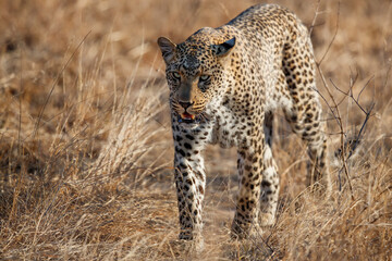 Fototapeta na wymiar Leopard female walking in Sabi Sands Game Reserve in the Greater Kruger Region in South Africa