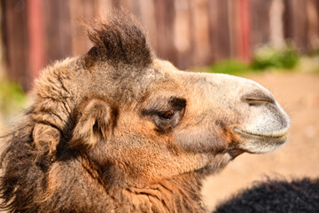 Obraz premium Head of a handsome camel