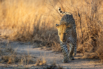 Leopard male walking in Sabi Sands Game Reserve in the Greater Kruger Region in South Africa