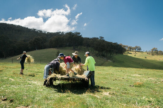 Farmhands Distributing Hay in a Paddock