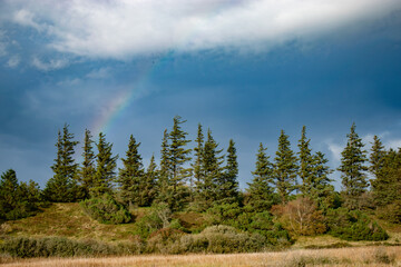 rainbow over the forest in the mountains