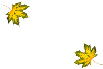 maple, yellow-green maple leaves on a white background, blank for further creativity