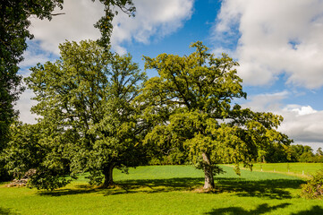 Wildenstein, Eiche, Eichenbaum, Laubbaum, Buchengewächse, Fagaceae, Frucht, Park, Schloss, Weiher, Wanderweg Bubendorf, Basel, Baselland, Herbst, Schweiz