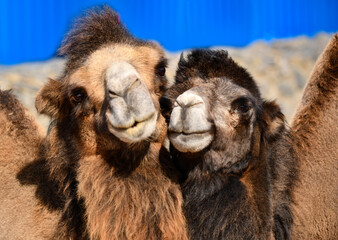 Love story. Camel couple kissing