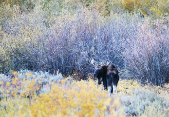 Bull Moose by Willows
