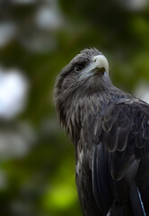  Strong and confident handsome kite is ready to attack