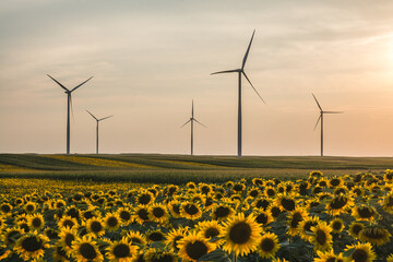 Windmills in the sunflower fields at sunset