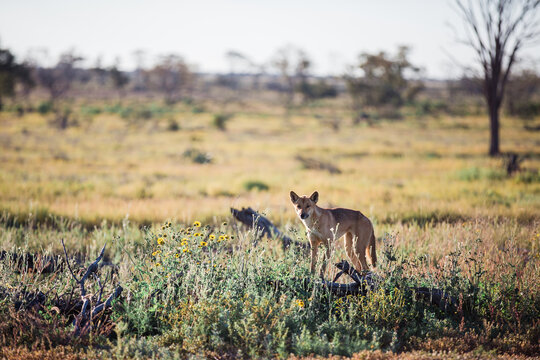 Dingo in paddock looking straight ahead