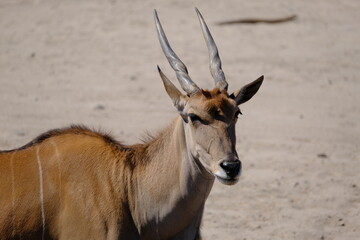 impala antelope in the safari park