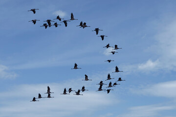 Eine Gruppe Kraniche im Überflug von links nach rechts am Wolkenhimmel.