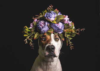 Portrait of bull Arab dog with flower crown sitting indoors