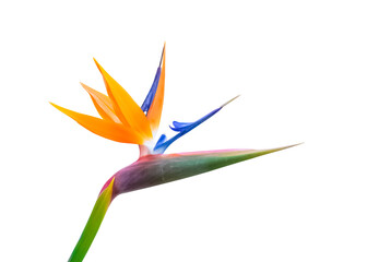 pastel colored bird of paradise flower closeup cutout isolated on a white background