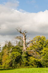 Wildenstein, Eiche, Eichenbaum, Eichenwald, totes Holz, Buchengewächse, Fagaceae, Frucht, Park, Schloss, Weiher, Wanderweg Bubendorf, Basel, Baselland, Herbst, Schweiz
