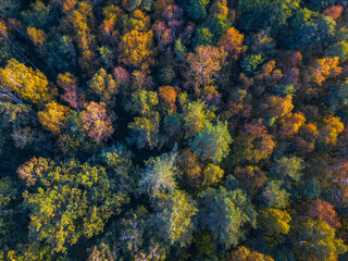 Naklejka na ściany i meble Drone view of colorful tree tops, Lithuania