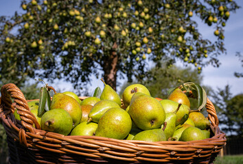 Obsternte - Korb mit frisch geernteten Birnen auf einer Obstbaumwiese., landwirtschaftliches Symbolfoto.