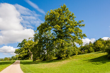 Wildenstein, Eiche, Eichel, Eichenbaum, Eicheln, Baum, Laubbaum, Buchengewächse, Fagaceae, Frucht, Park, Schloss, Weiher, Wanderweg, Basel, Baselland, Herbst, Schweiz