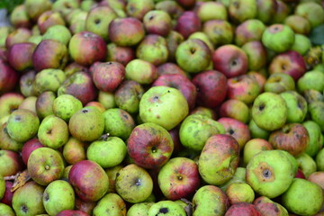 apples 