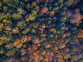 Drone view of colorful tree tops, Lithuania