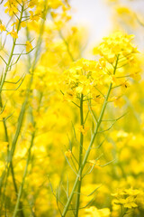 菜の花畑