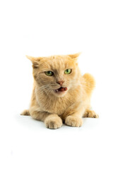 Obraz premium Scared to death cat eating food on isolated white background