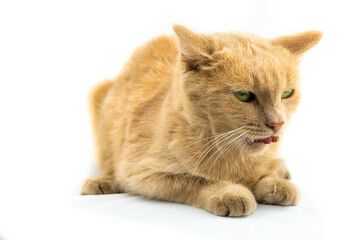 Scared to death cat with open mouth trying to eat food on isolated white background