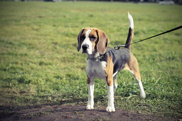 beagle
