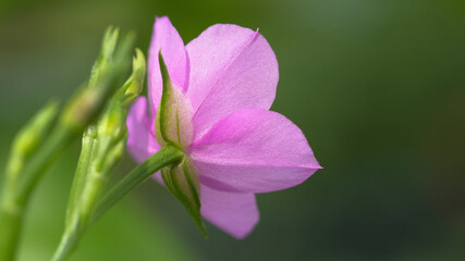 Close up of pink flower