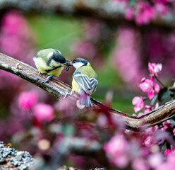 Great tit (Parus major) songbird