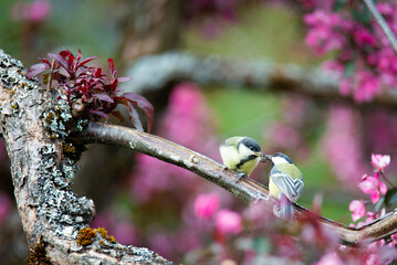 Great tit (Parus major) songbird.