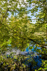 Wildenstein, Weiher, Wasserpflanzen, Spiegelung, Schloss, Bubendorf, Lampenberg, Wanderweg, Eichenwald, Eichenbäume, Herbst, Baselland, Schweiz