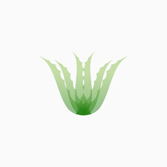 aloe vera plant isolated