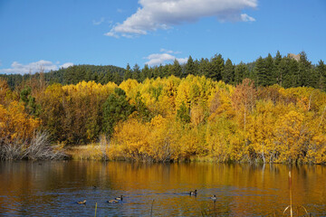 Beautiful and vibrant golden fall colors reflected in a pond near Lake Tahoe on a bright sunny autumn day, with ducks swimming in front