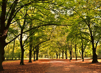 Naklejka premium Spacer po parku