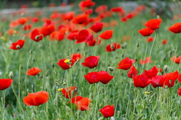 Fototapeta na wymiar Poppy Flowers in a Green Summer Meadow