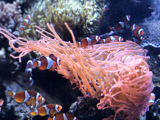 Naklejka na ściany i meble Colorful fish swimming in underwater