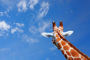 Giraffe © Yay Images